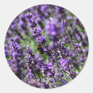 Adesivo Redondo Lavanda Fields Stickers