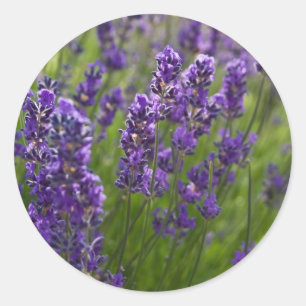 Adesivo Redondo Lavanda   Lavendel
