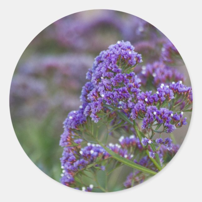 Adesivo Redondo Lavanda pelo oceano (Frente)