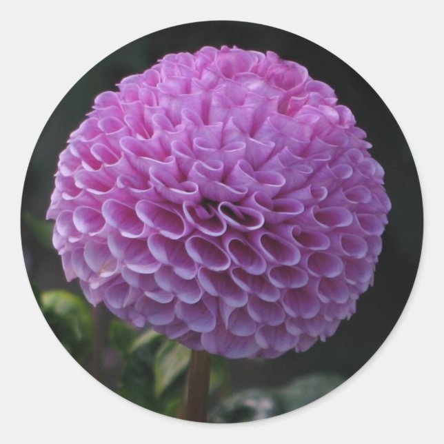 Adesivo Redondo Lavander Dahlia (Frente)