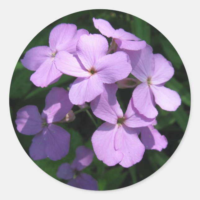 Adesivo Redondo Lavendar Wildflower Sticker (Frente)