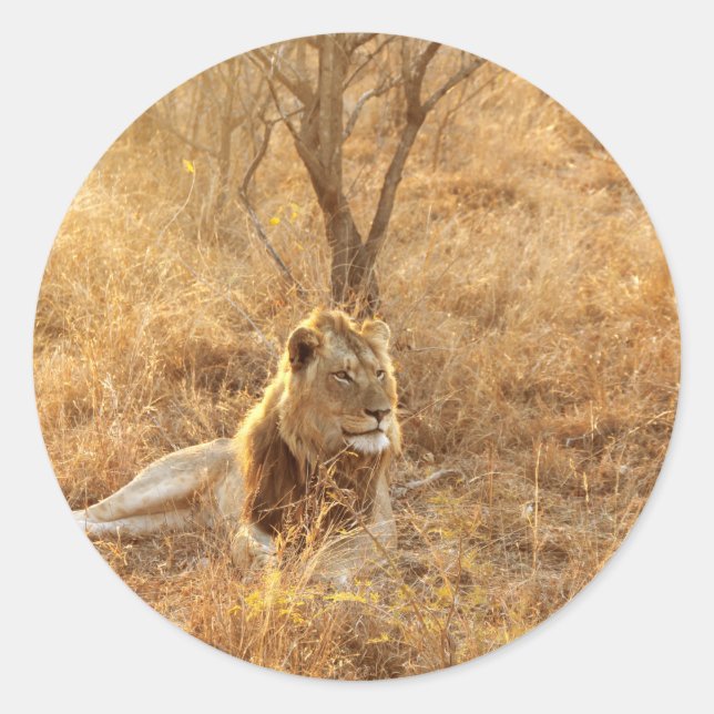 Adesivo Redondo Leão (Frente)