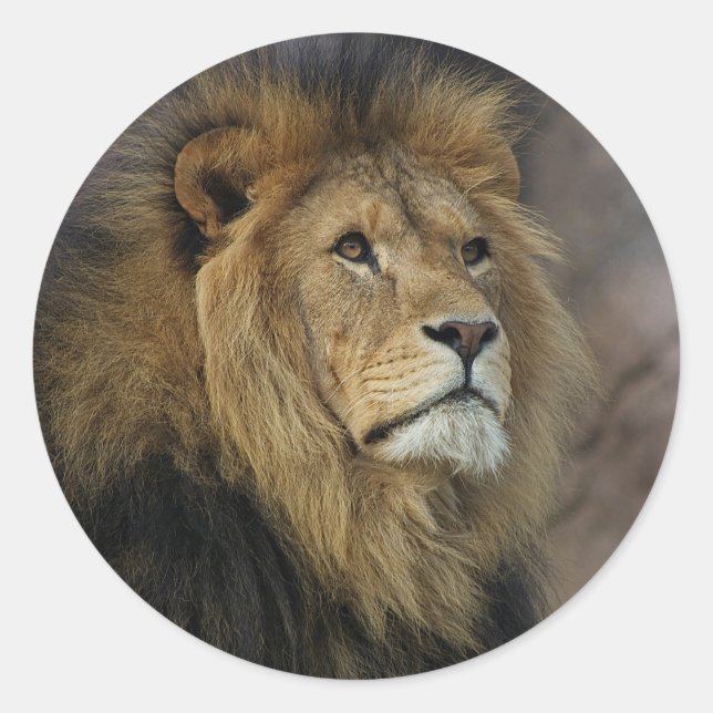 Adesivo Redondo Leão Africano (Frente)