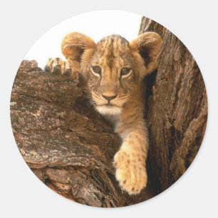 Adesivo Redondo Leão Cub