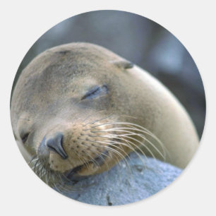 Adesivo Redondo Leão de mar do bebê, Ilhas Galápagos