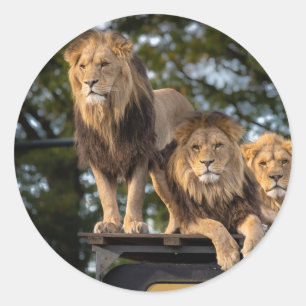 Adesivo Redondo Leão de varejo