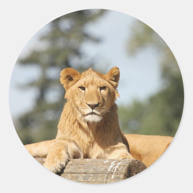 Adesivo Redondo Leão fêmea (Frente)