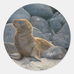 Adesivo Redondo Leão-marinho-das-galápagos