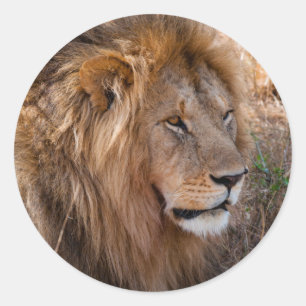 Adesivo Redondo Leão Reserva Nacional Maasai Mara, Quênia