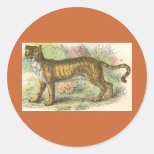 Adesivo Redondo Leão-Tigre (híbrido Felis leo Felis tigris)
