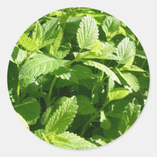 Adesivo Redondo Lemon Balm Plant