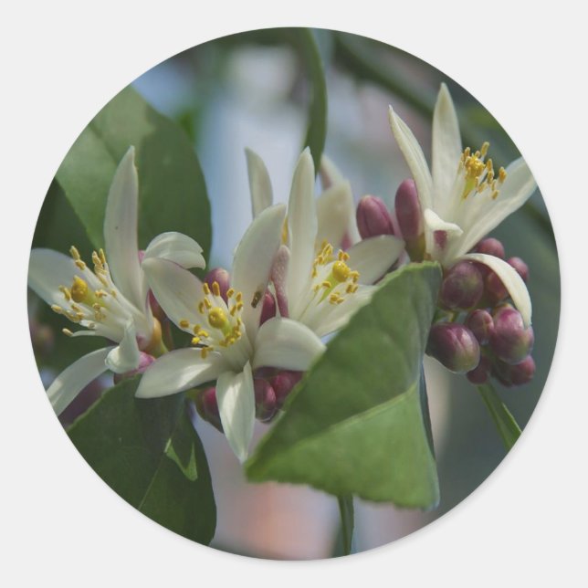 Adesivo Redondo Lemon Blossoms (Frente)