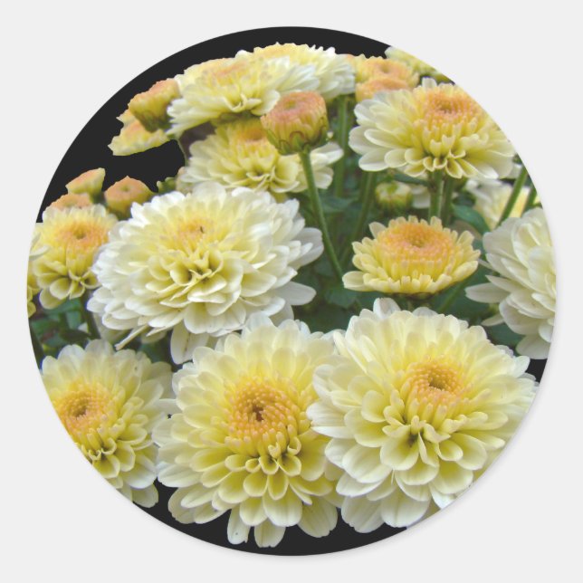 Adesivo Redondo Lemon Meringue Chrysanthemums (Frente)