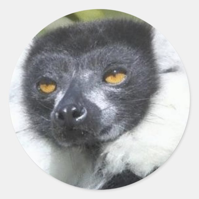 Adesivo Redondo Lemur Stickers (Frente)