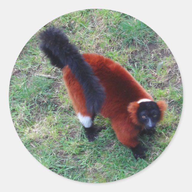 Adesivo Redondo Lemur Vermelho Rufado #1 Stickers (Frente)