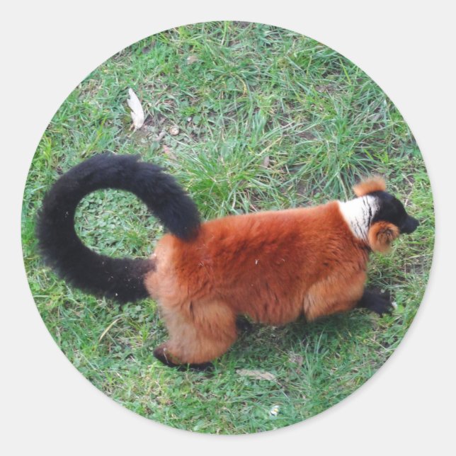 Adesivo Redondo Lemur Vermelho Rufado #2 Stickers (Frente)