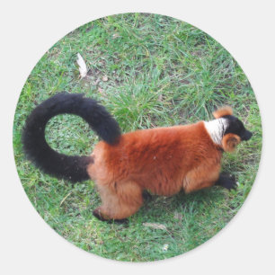 Adesivo Redondo Lemur Vermelho Rufado #2 Stickers