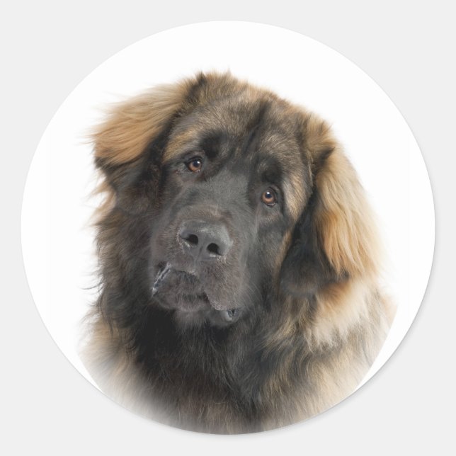 Adesivo Redondo Leonberger (Frente)
