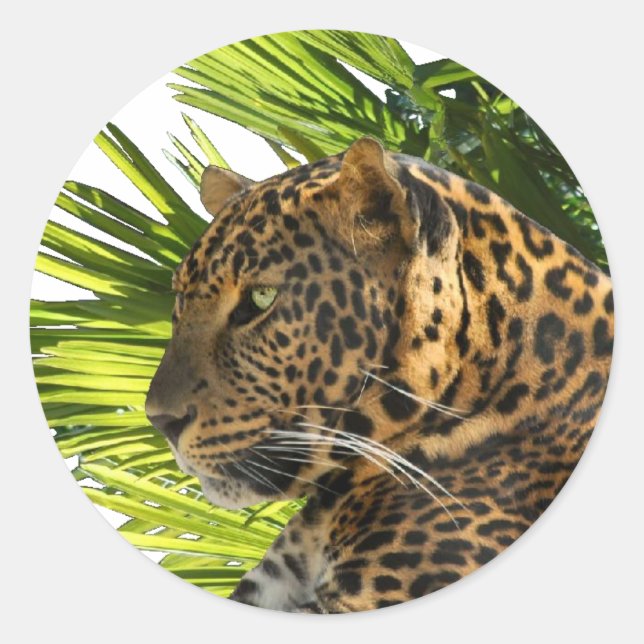 ADESIVO REDONDO LEOPARD E PALMS (Frente)