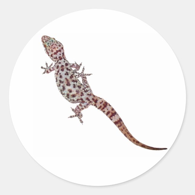 Adesivo Redondo Leopard Gecko (Frente)