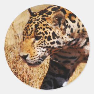 Adesivo Redondo Leopardo