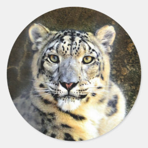 Adesivo Redondo Leopardo de neve