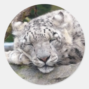 Adesivo Redondo Leopardo de neve - bonito!
