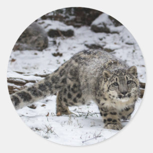 Adesivo Redondo Leopardo de neve Cub