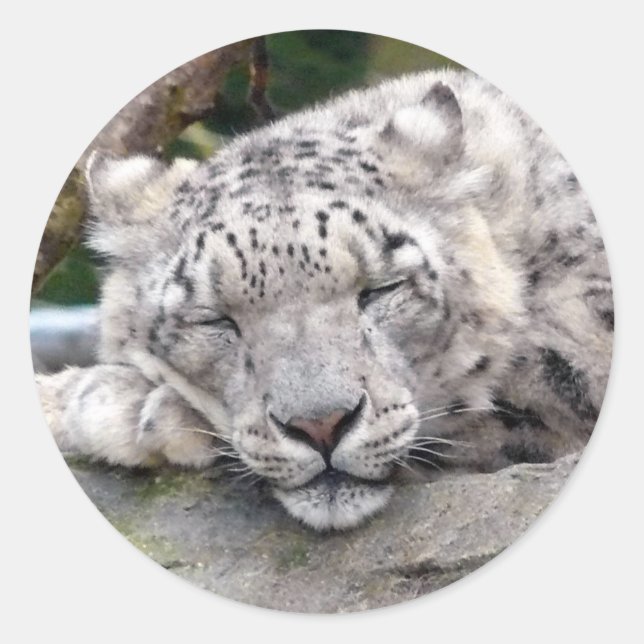 Adesivo Redondo Leopardo de Neve - lindo! (Frente)