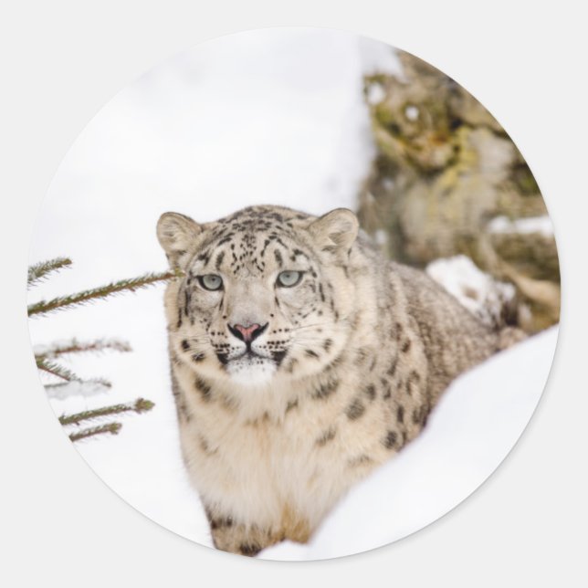 Adesivo Redondo Leopardo de Neve na Neve (Frente)