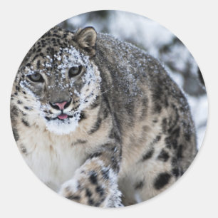 Adesivo Redondo Leopardo de Neve na Prowl