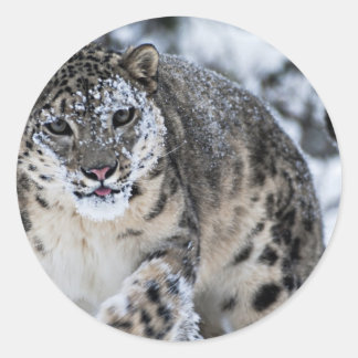 Adesivo Redondo Leopardo de Neve na Prowl