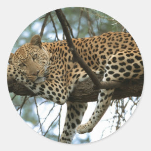Adesivo Redondo Leopardo descendo em árvore