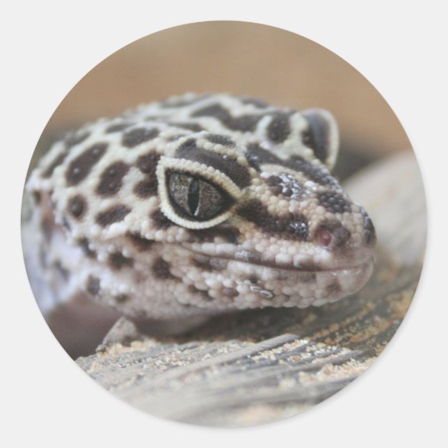 Adesivo Redondo Leopardo Gecko Olhos Boca Fechados (Frente)