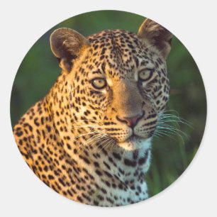Adesivo Redondo Leopardo Macho (Panthera Pardus) Filhote Adulto