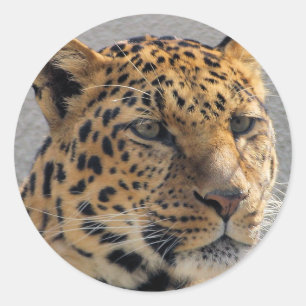 Adesivo Redondo Leopardo Sticker