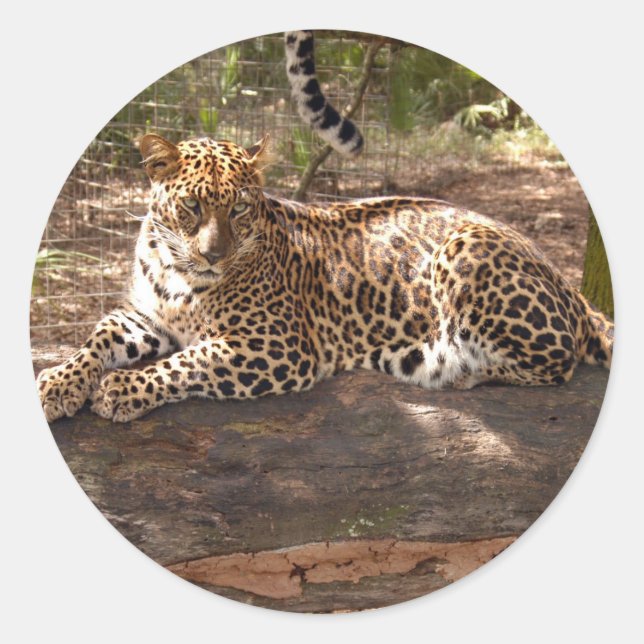 Adesivo Redondo Leopardo Sticker (Frente)