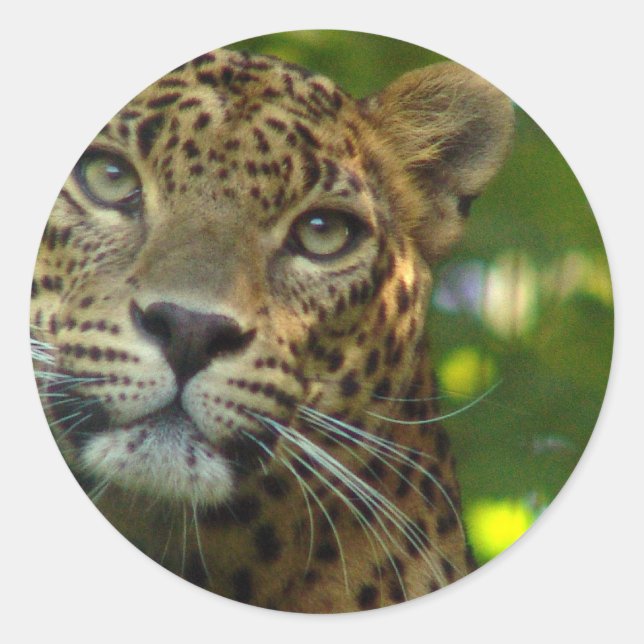Adesivo Redondo Leopardo-Stickers (Frente)