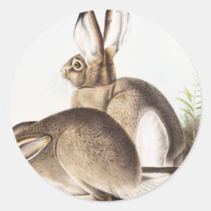 Adesivo Redondo Lepus Townsendii (Lepus Townsendii)