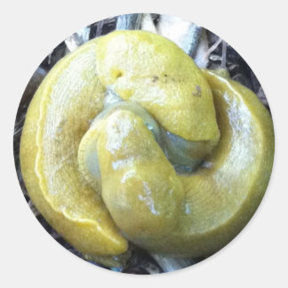 Adesivo Redondo lesmas de banana