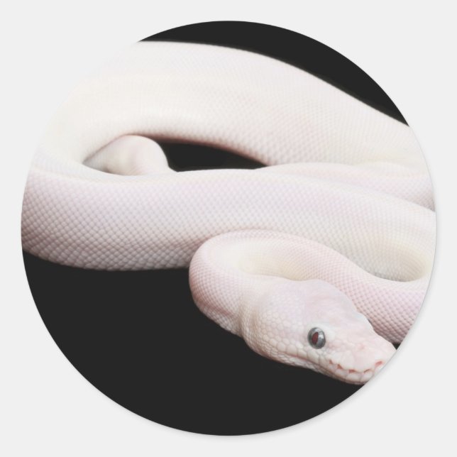 Adesivo Redondo Leucística - Ball Python (Frente)