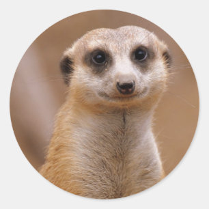 Adesivo Redondo Levantando Meerkat