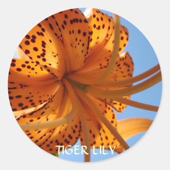 Adesivo Redondo LIES STICKERS Orange Tiger Lily Flowers Gifts (Frente)