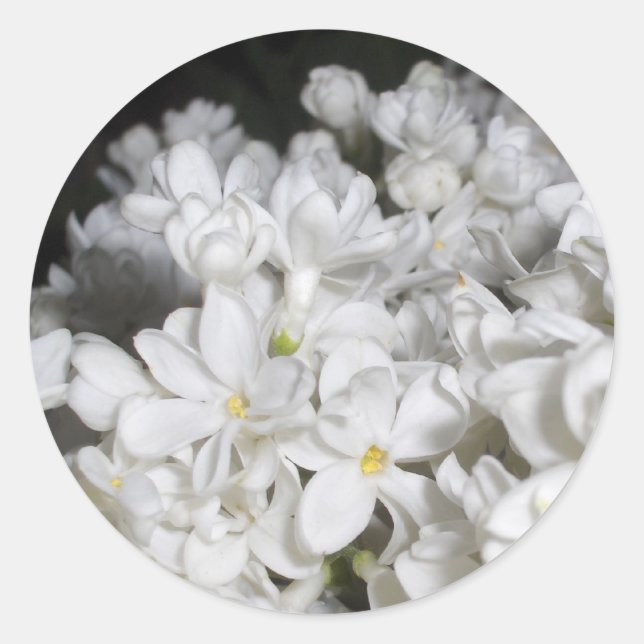 Adesivo Redondo Lilac (Frente)