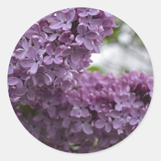 Adesivo Redondo Lilac Blossoms (Frente)