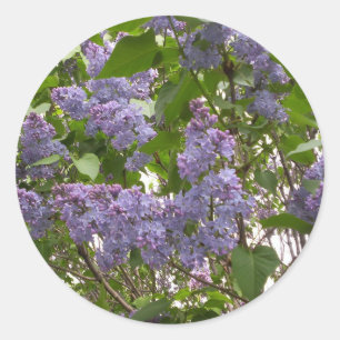 Adesivo Redondo Lilacs Stickers