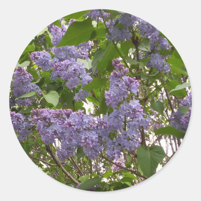 Adesivo Redondo Lilacs Stickers (Frente)