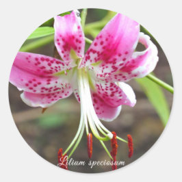 Adesivo Redondo Lilium speciosum [Round Seal] ラ ウ ン ド