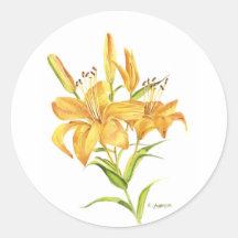 Lilocolor de tigre amarelo