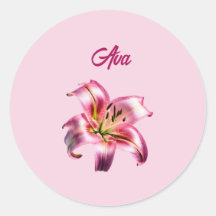 Lily Asiática Rosa-Rosa Iridescente